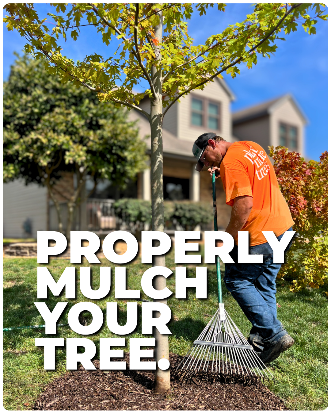 Mulch properly: hand pulling mulch away from trunk